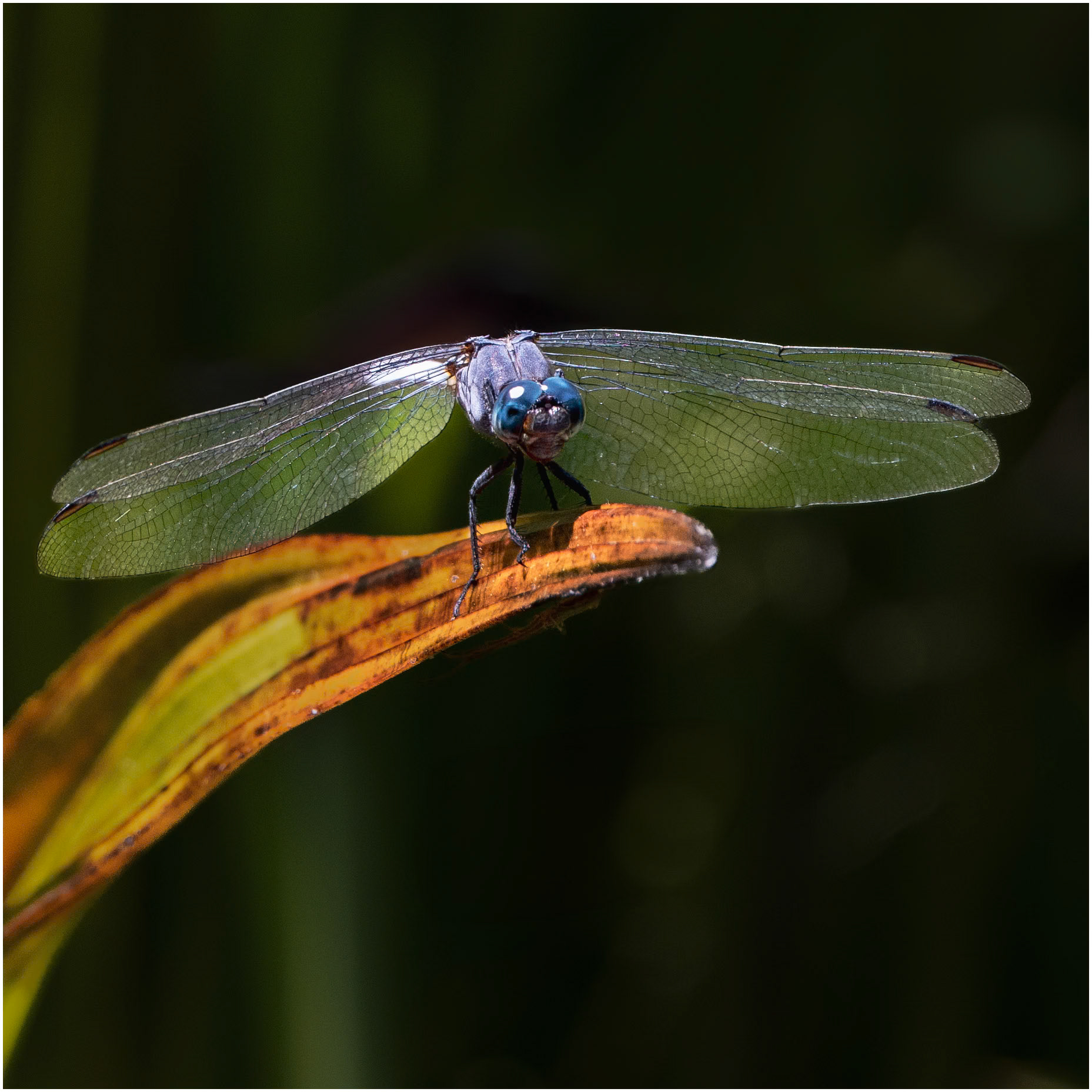 The Cobalt Dropwing (Trithemis annulata)