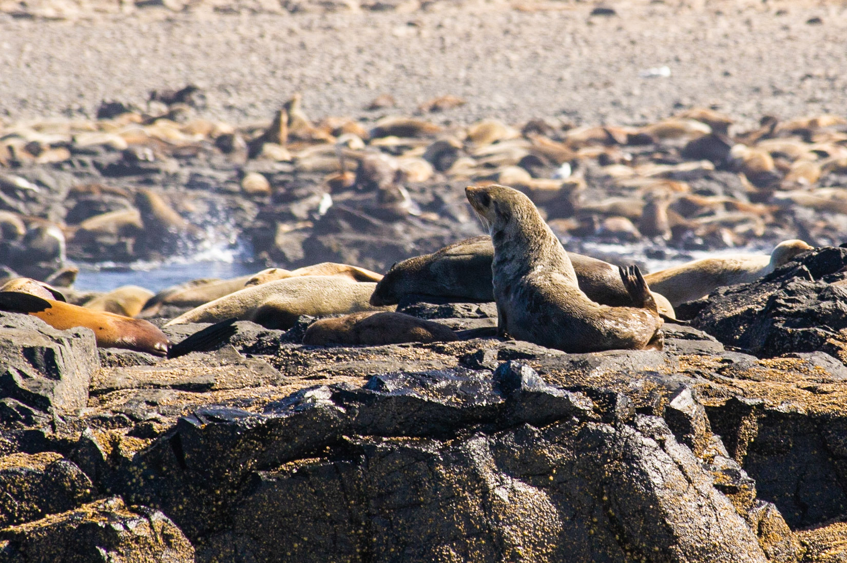Seal Colony At The Nobbies, Phillip Island, Victoria