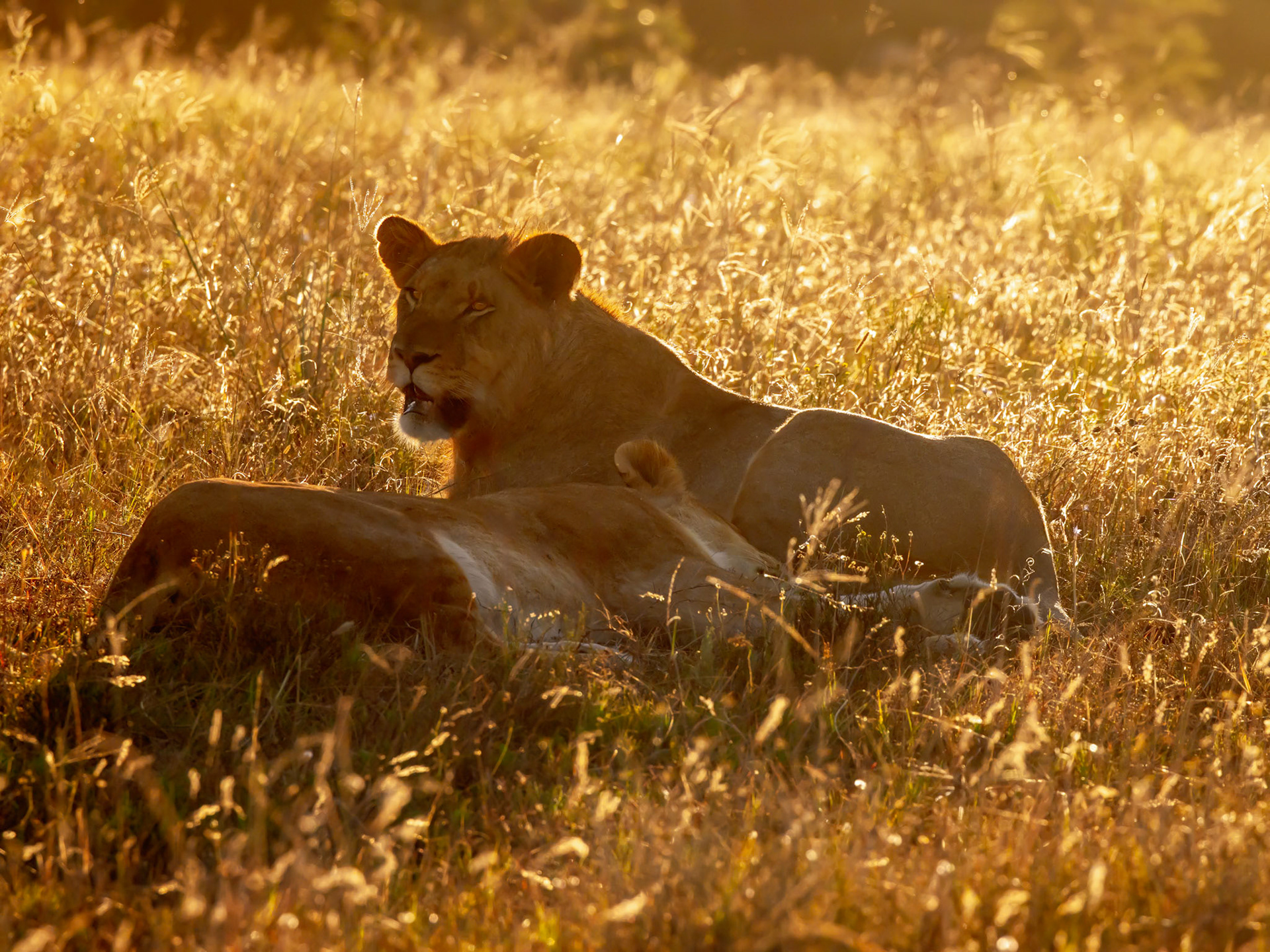 Lioness In The Evening Sun