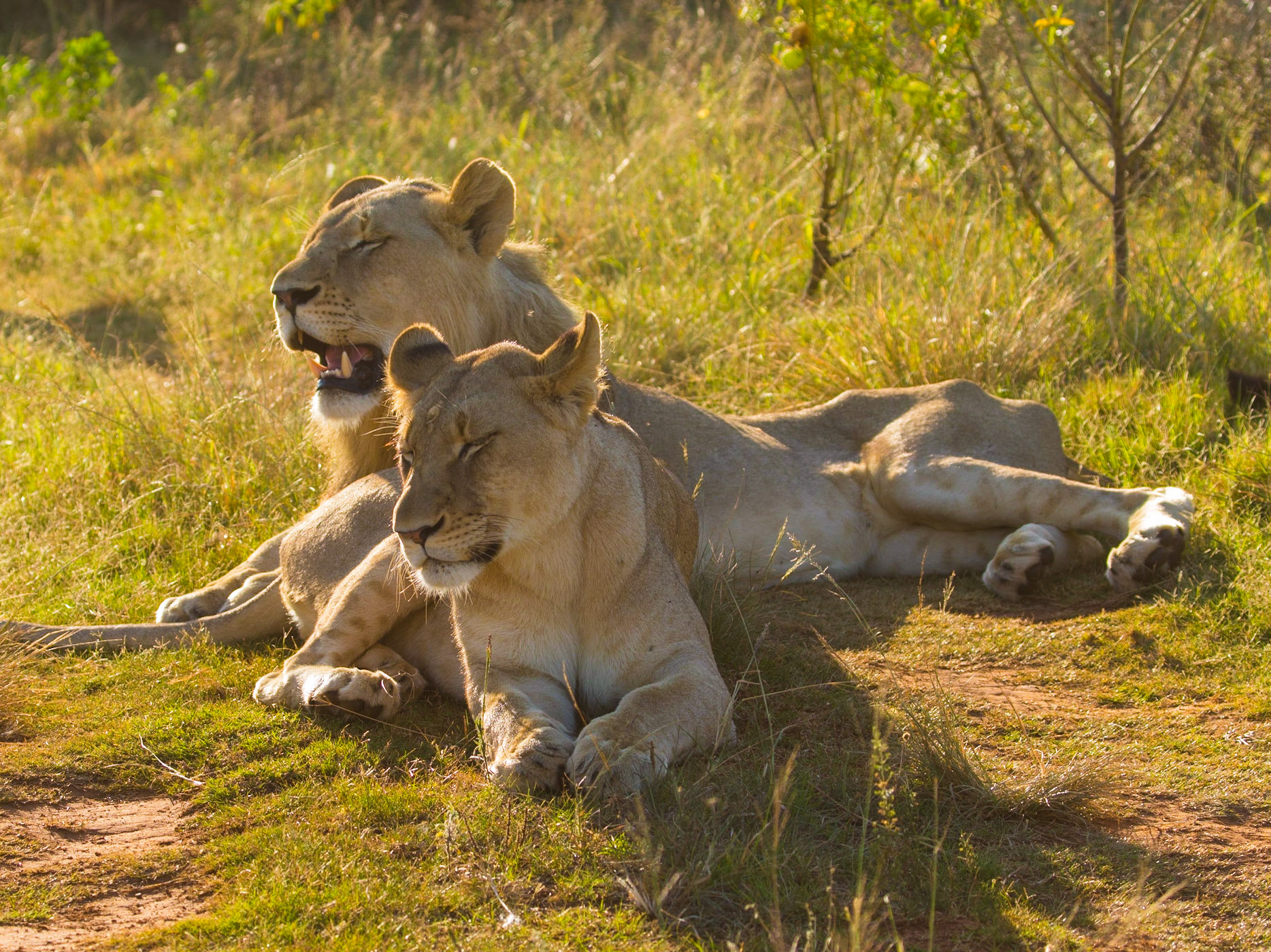 Hunting lions by stalking is usually conducted in daylight hours when there is sufficient light to spot the lion, which will usually be resting.