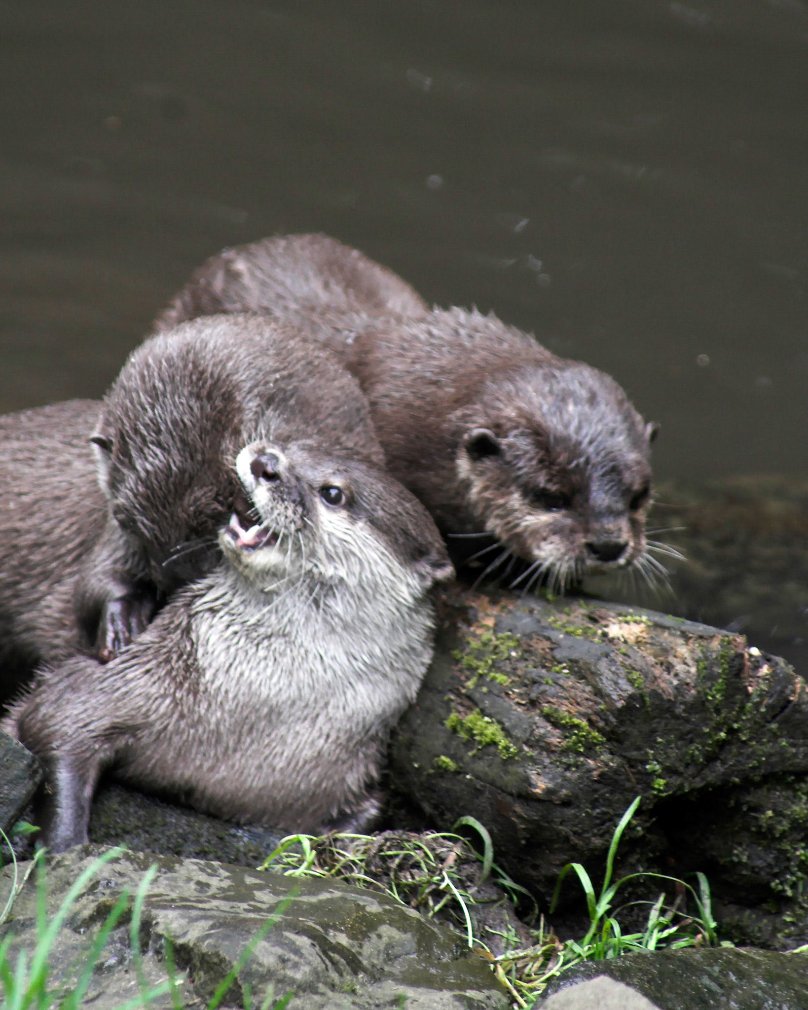 Asian Short Clawed Otters At Play