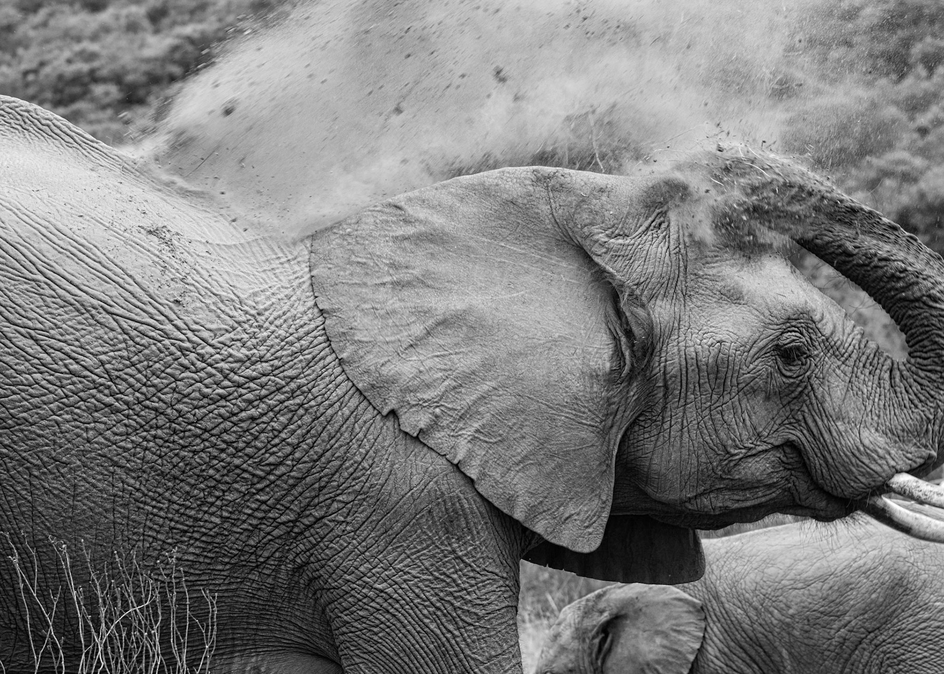 Elephant Dust Bath, Photographed  In Monochrome