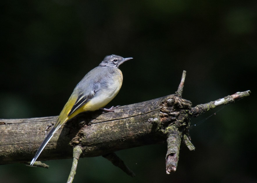 Grey Wagtail