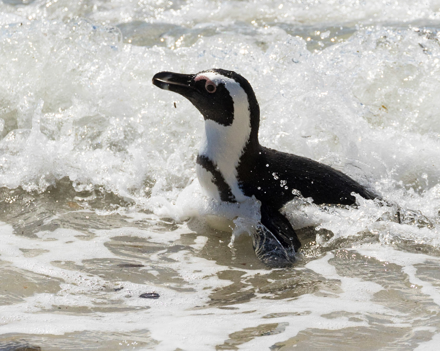 Boulders Beach is located a few kilometres to the south of Simon's Town, in the direction of Miller's Point. Here small coves with white sandy beaches and calm shallow water are interspersed between boulders of Cape granite. There has been a colony of African penguins at Boulders Beach since 1985.  The African penguin (Spheniscus demersus), also known as the jackass penguin and black-footed penguin is a species of penguin, confined to southern African waters.