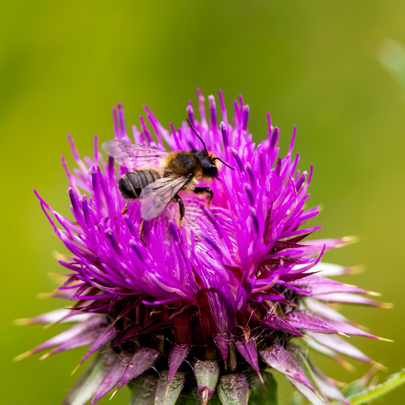 Bee on a Cirsium arvense