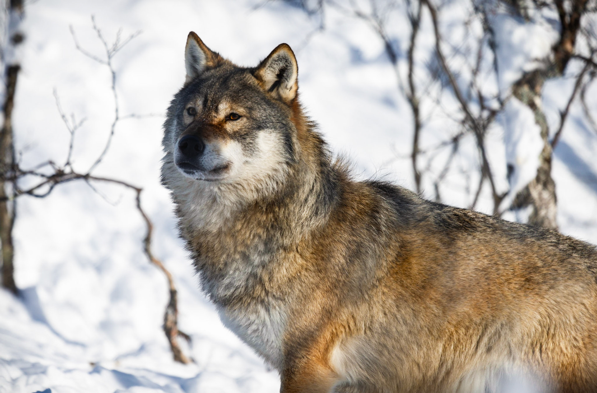 The Arctic Wolf (Canis lupus arctos)