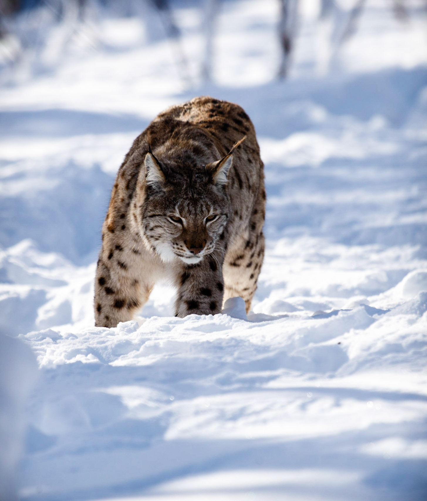 The Eurasian Lynx (Lynx lynx) Stalking Prey In The Snow
