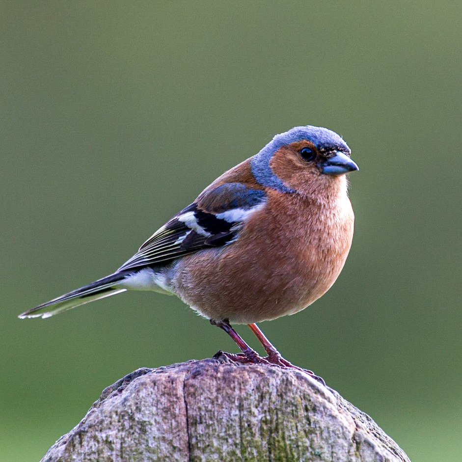Chaffinch