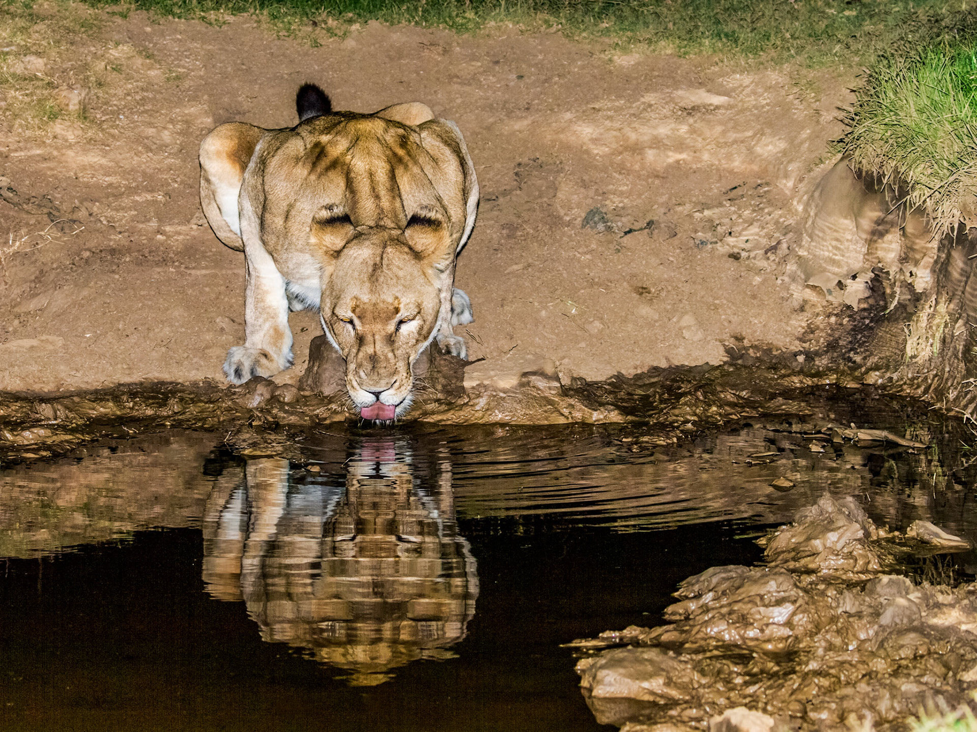 Lioness Drinking At The Waterhole After Dark