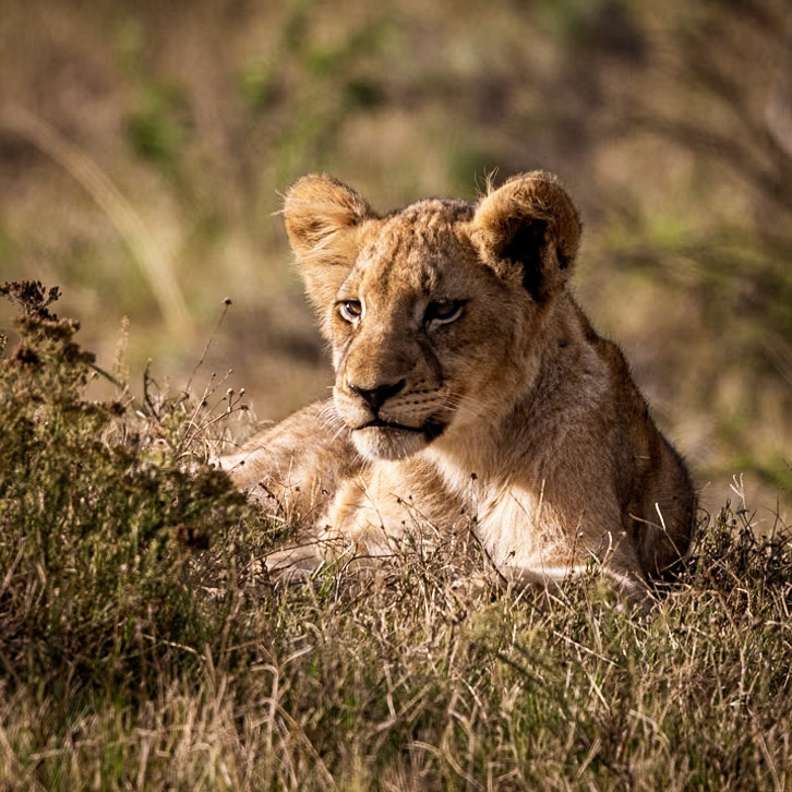 A Lion Cub