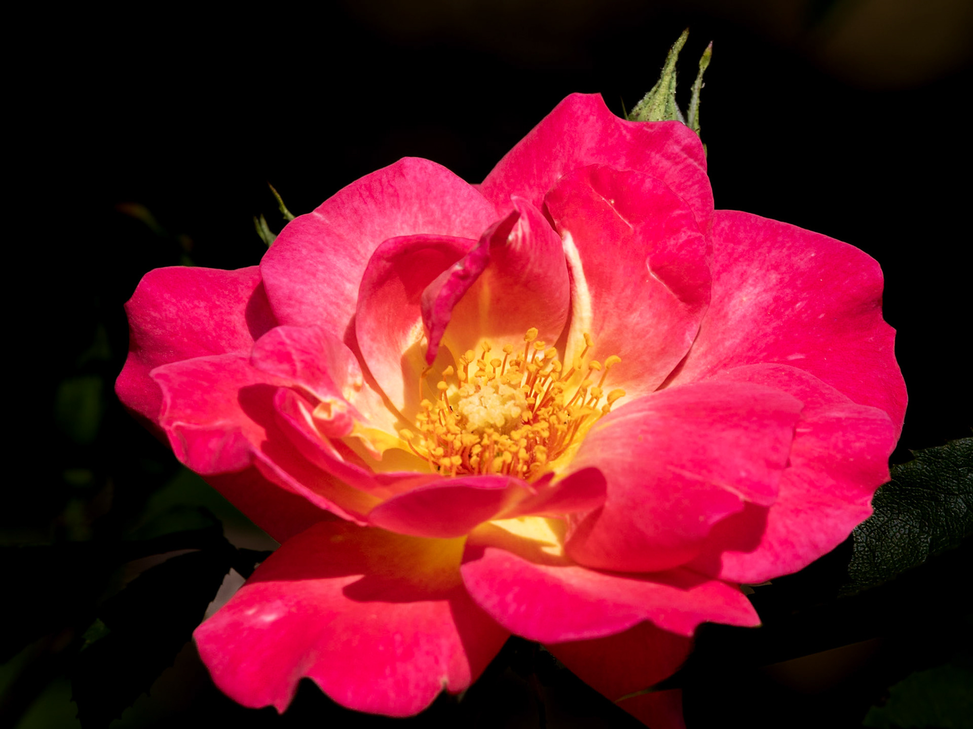 Red Rose