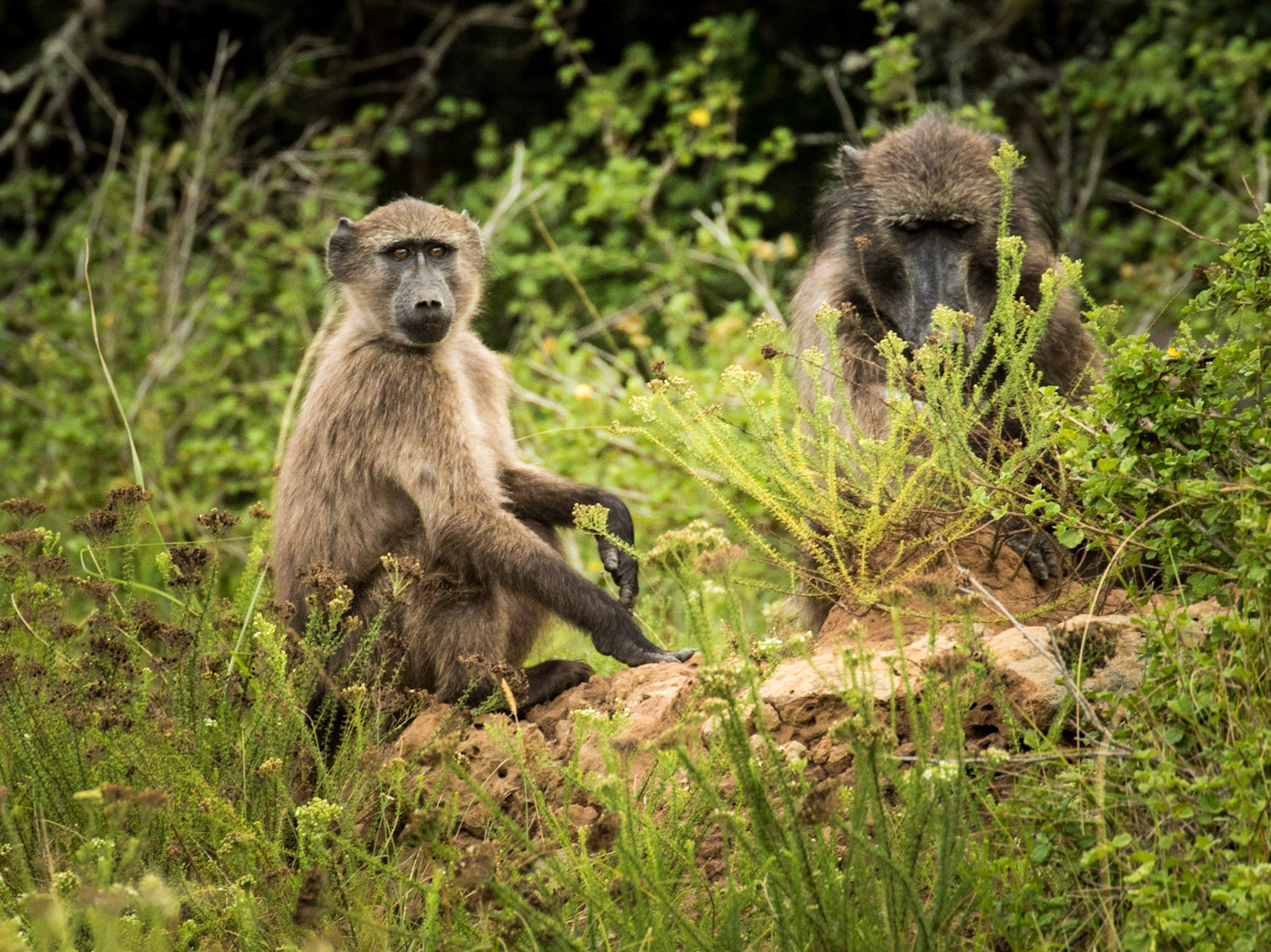 A Troop Of Chacma Baboons