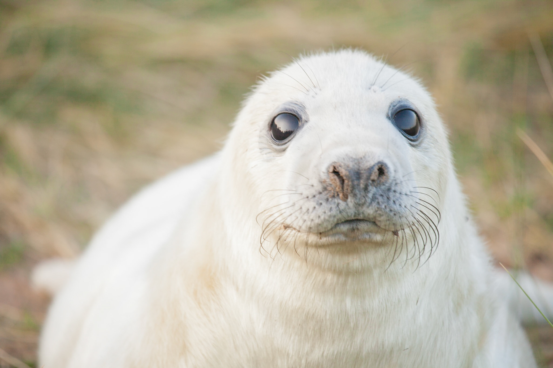 Close Up Of A Seal Pup