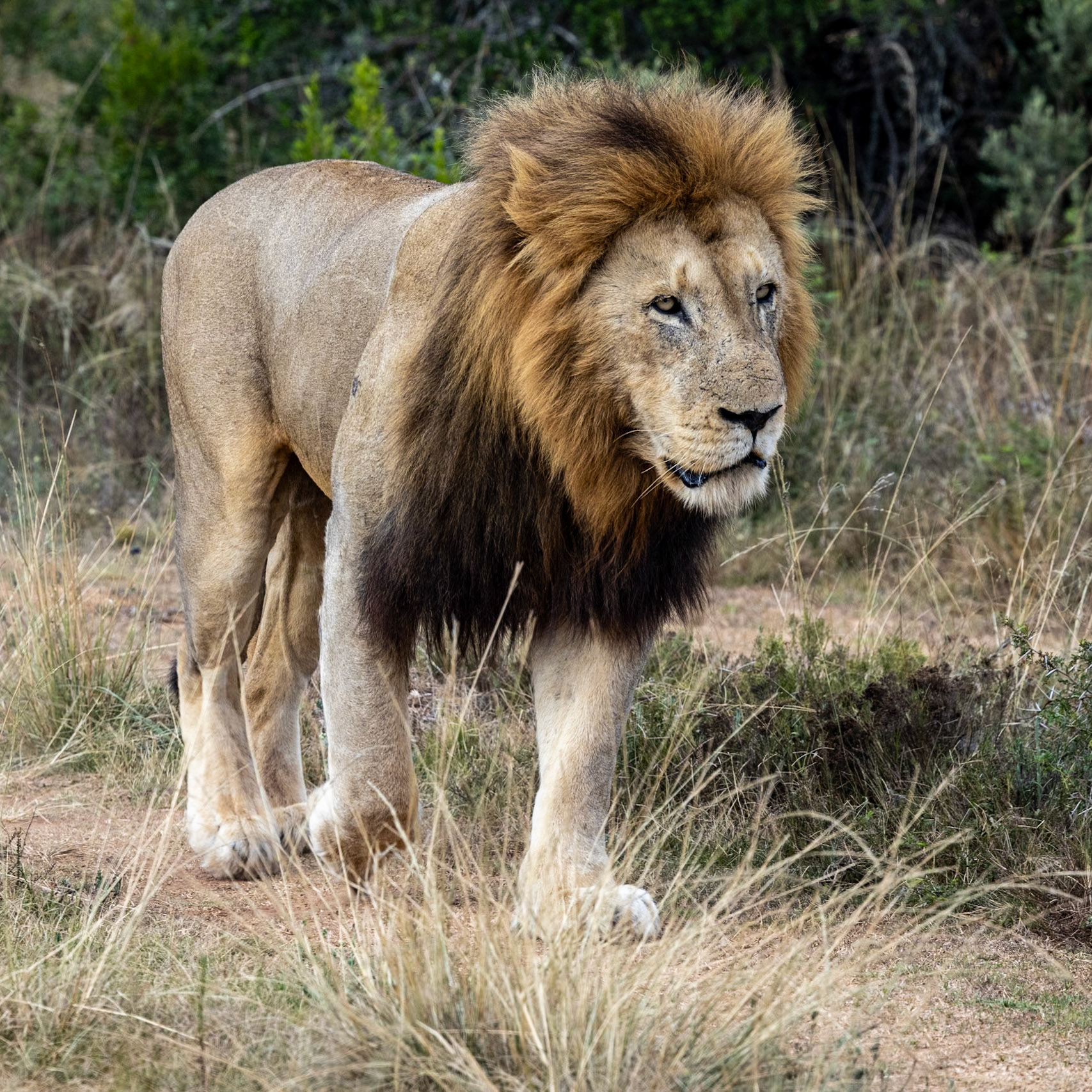 A Male Lion Heading For The Waterhole