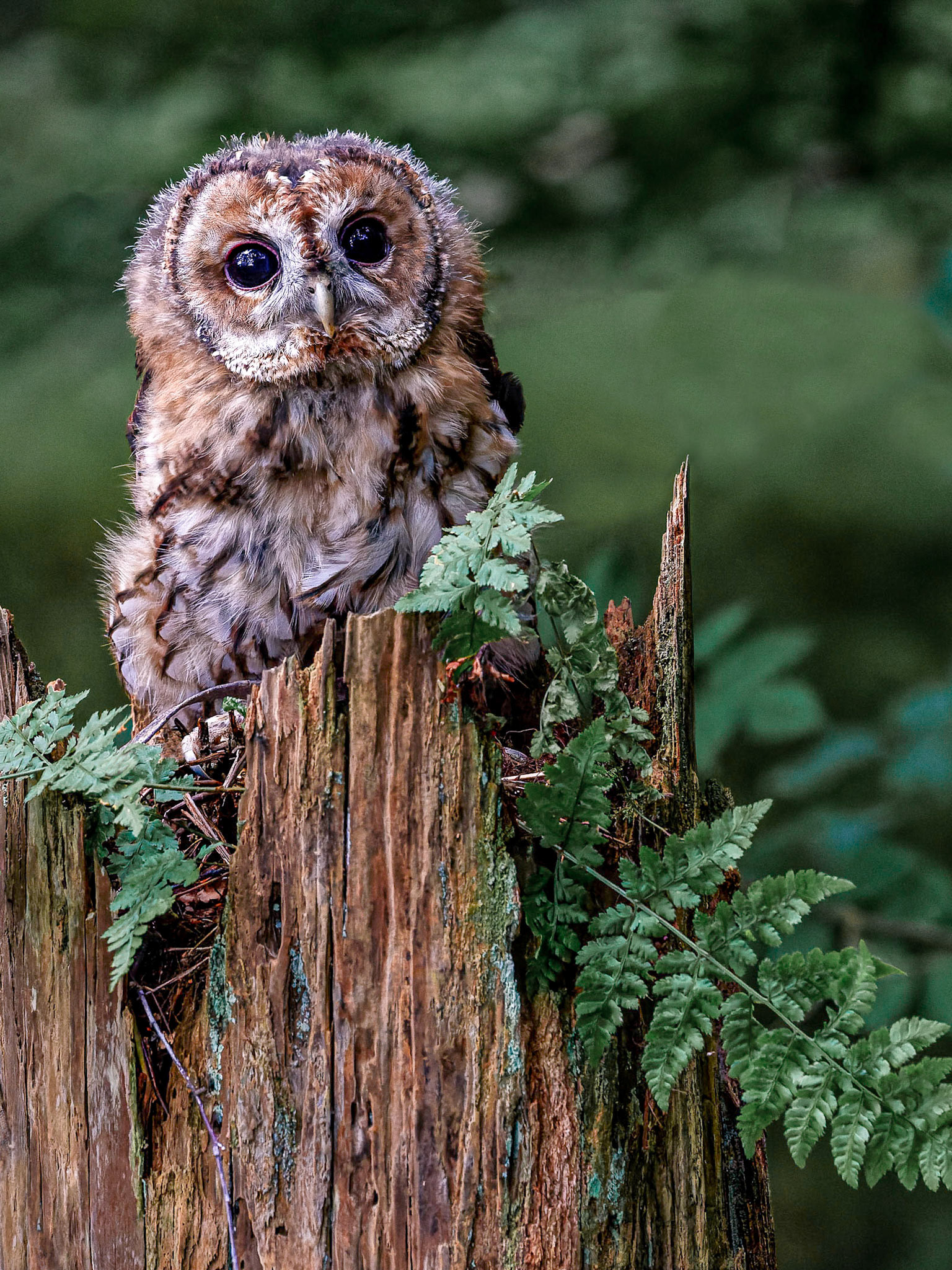 Tawny Owl
