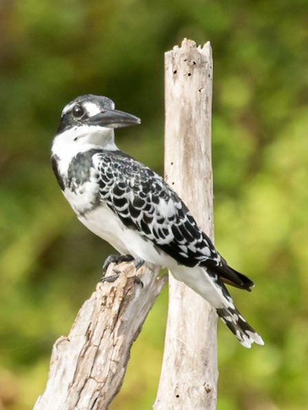 The African Pied Kingfisher