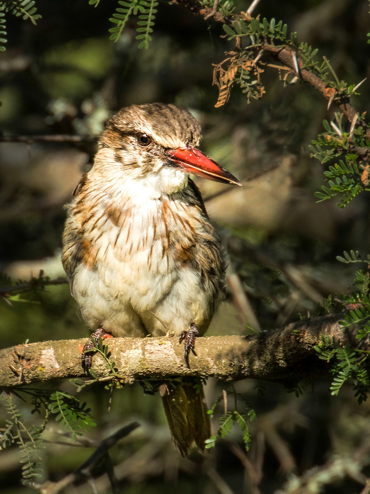 The brown-hooded kingfisher (Halcyon albiventris) is a species of bird in the subfamily Halcyoninae. It is found in Angola, Botswana, Republic of the Congo, Democratic Republic of the Congo, Gabon, Kenya, Malawi, Mozambique, Namibia, Somalia, South Africa, Swaziland, Tanzania, Zambia, and Zimbabwe.  It is a  medium-sized kingfisher (approximately 23cm), with a big bill.  In adult birds, both upper and lower mandibles are red.  The bird has a brown crown, which is darker in adult females than males.  The rest of the birds’ plumage is made up of brown, white, black and some blue feathers.  The blue colour is best observed from behind.  Adult birds call quite often, but they are not always that easily seen or photographed, preferring to spend time perched under a tree canopy.Hunting is usually from a perch, and prey captured on the ground or from branches of trees.  Larger prey items are sometimes brought back to the perch, and beaten until dead and easier to swallow.  They feed on insects, scorpions, reptiles, amphibians, occasionally other birds, and rarely on fish.