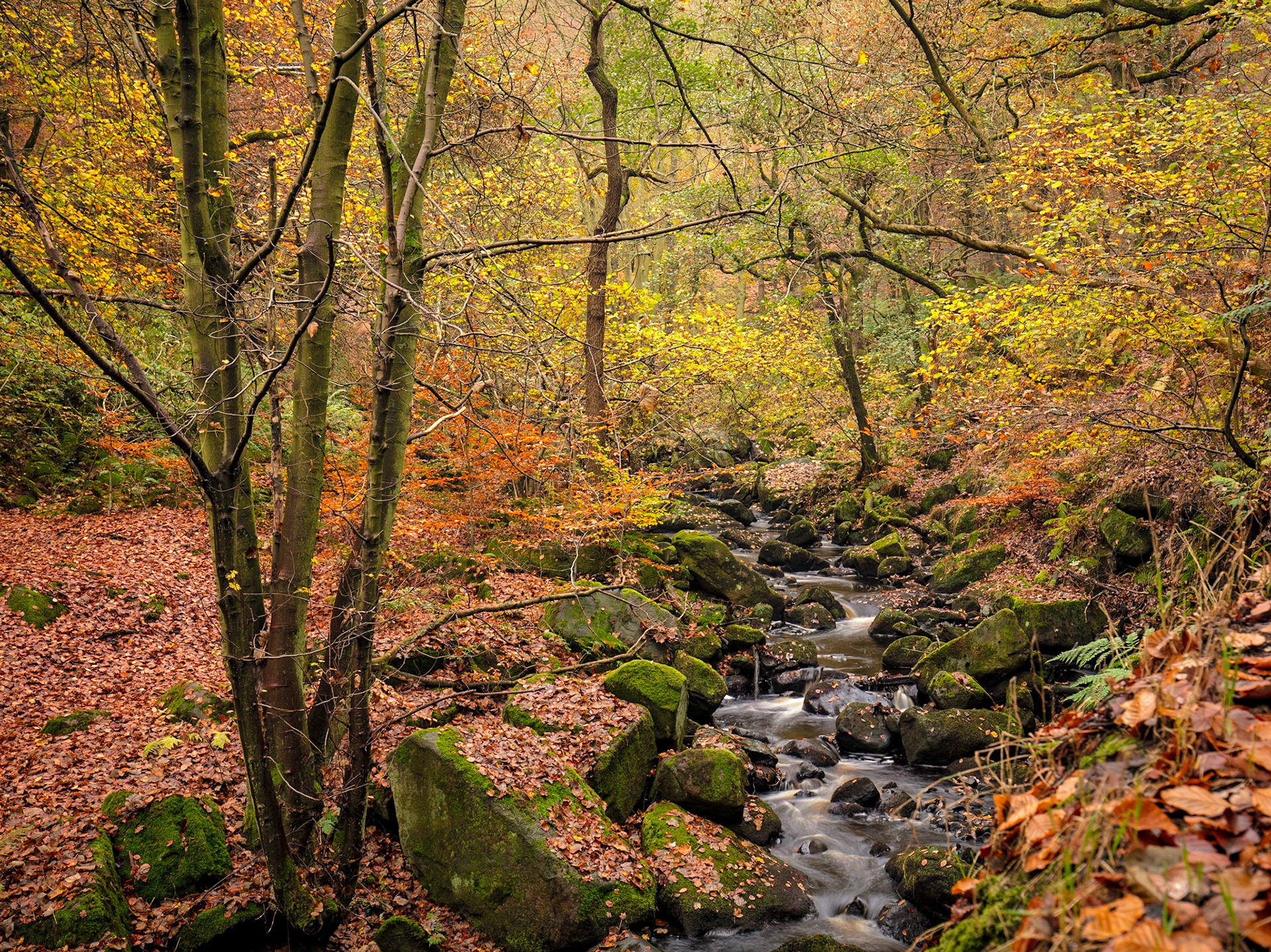 Padley Gorge, Derbyshire