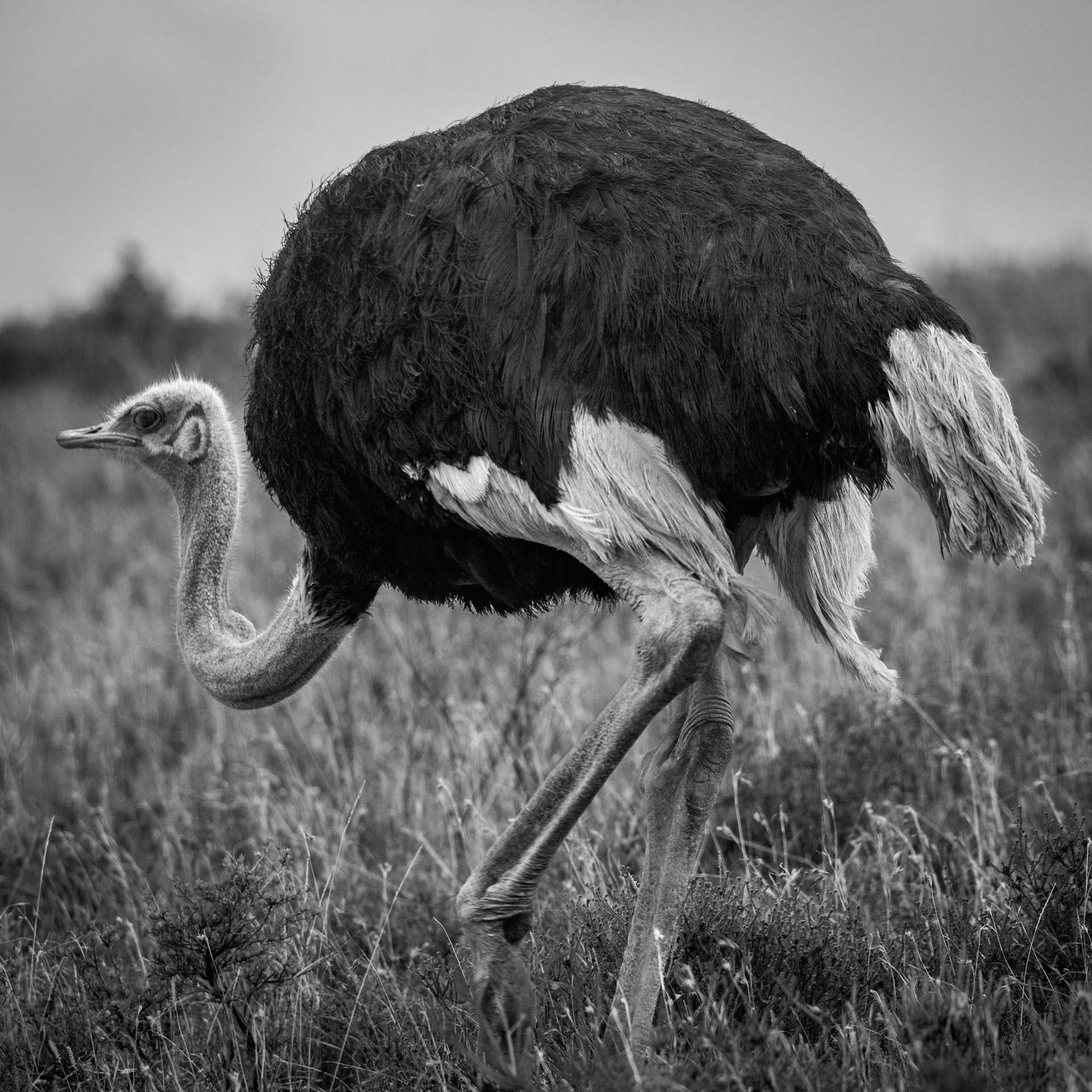 The Common Ostrich in Monochrome
