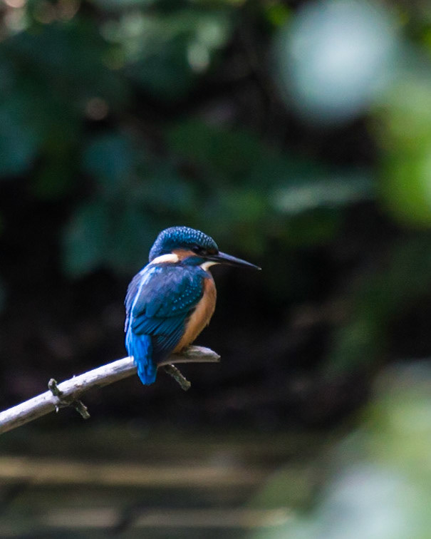 The Eurasian Kingfisher (Alcedo atthis)