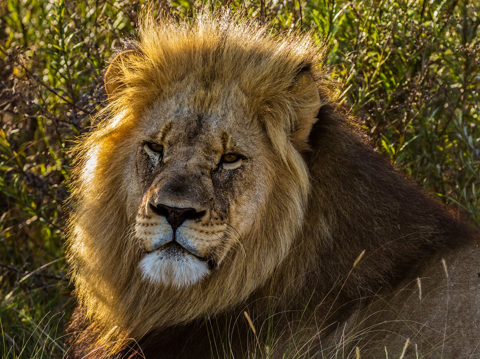 Portrait Of A Male Lion