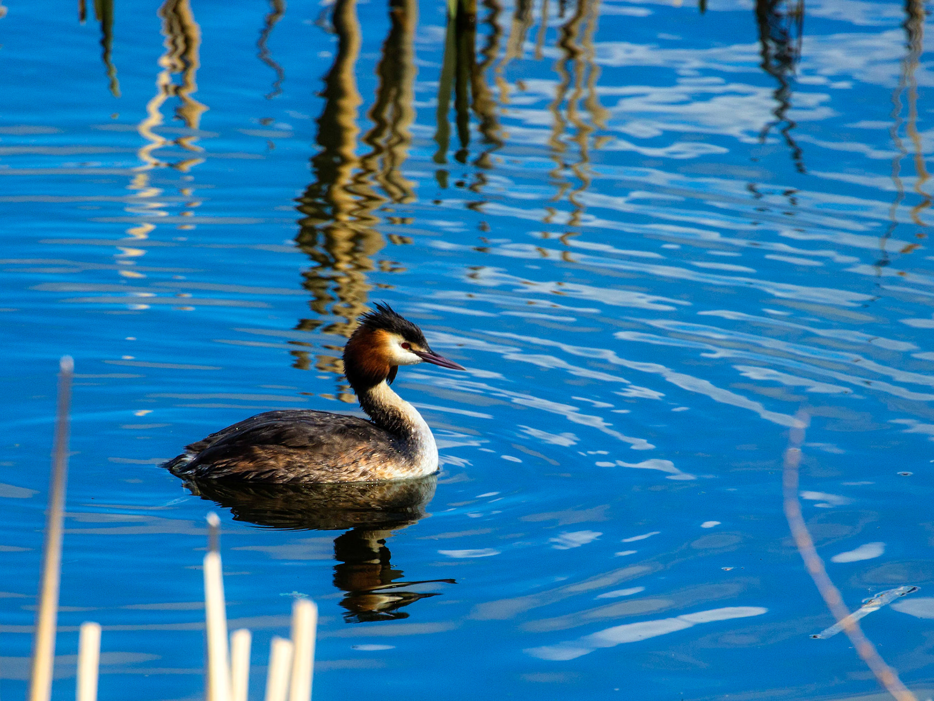 Great Crested Grebe