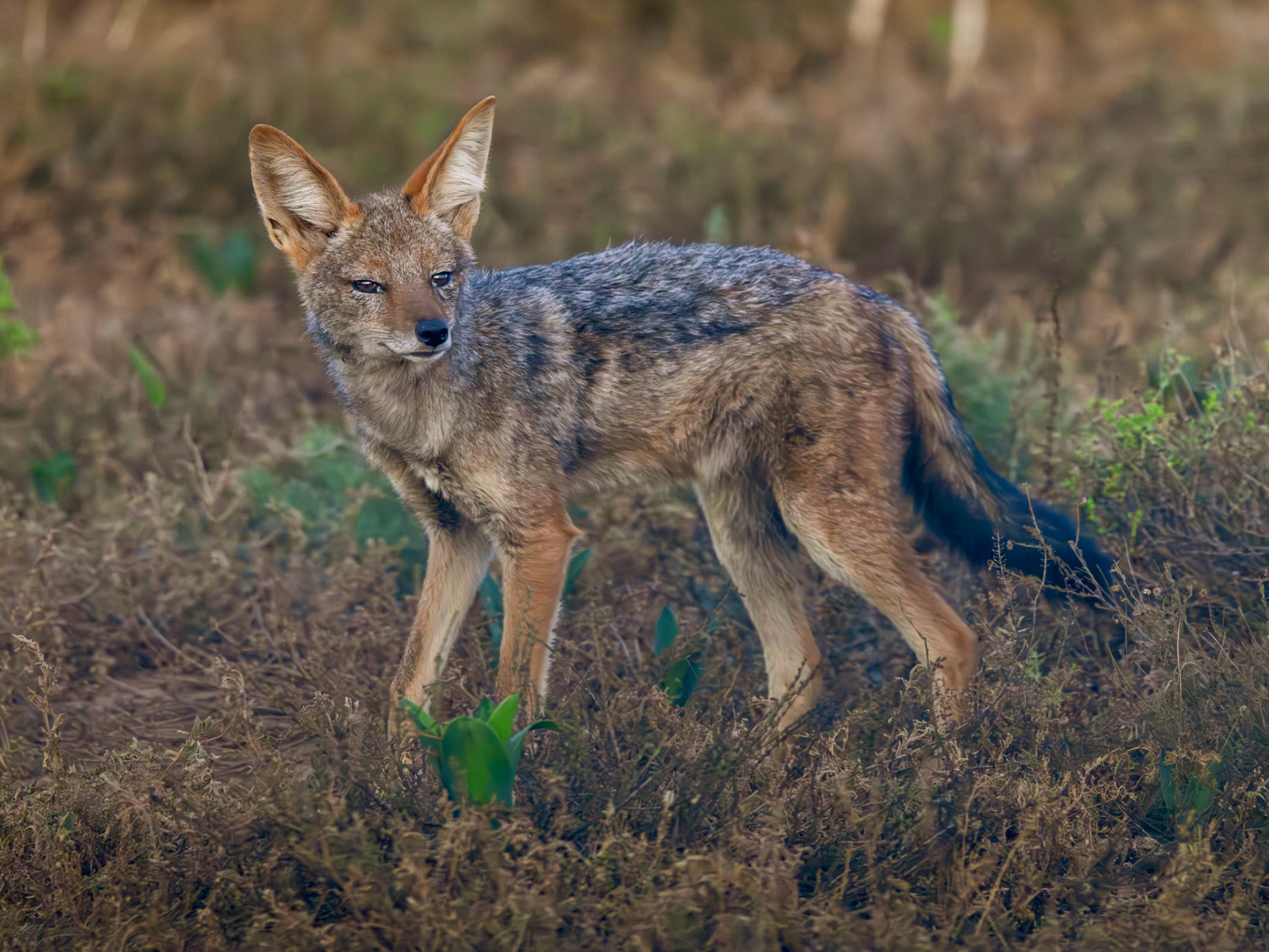 The Black Backed Jackal