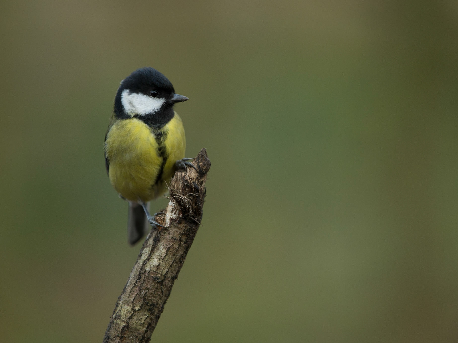 Great Tit