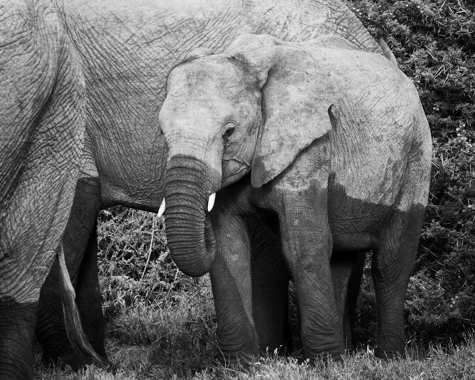 Elephant Calf After A Dip In The River