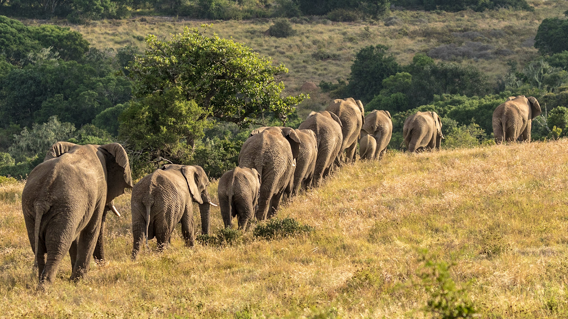 The Long Trail For Water