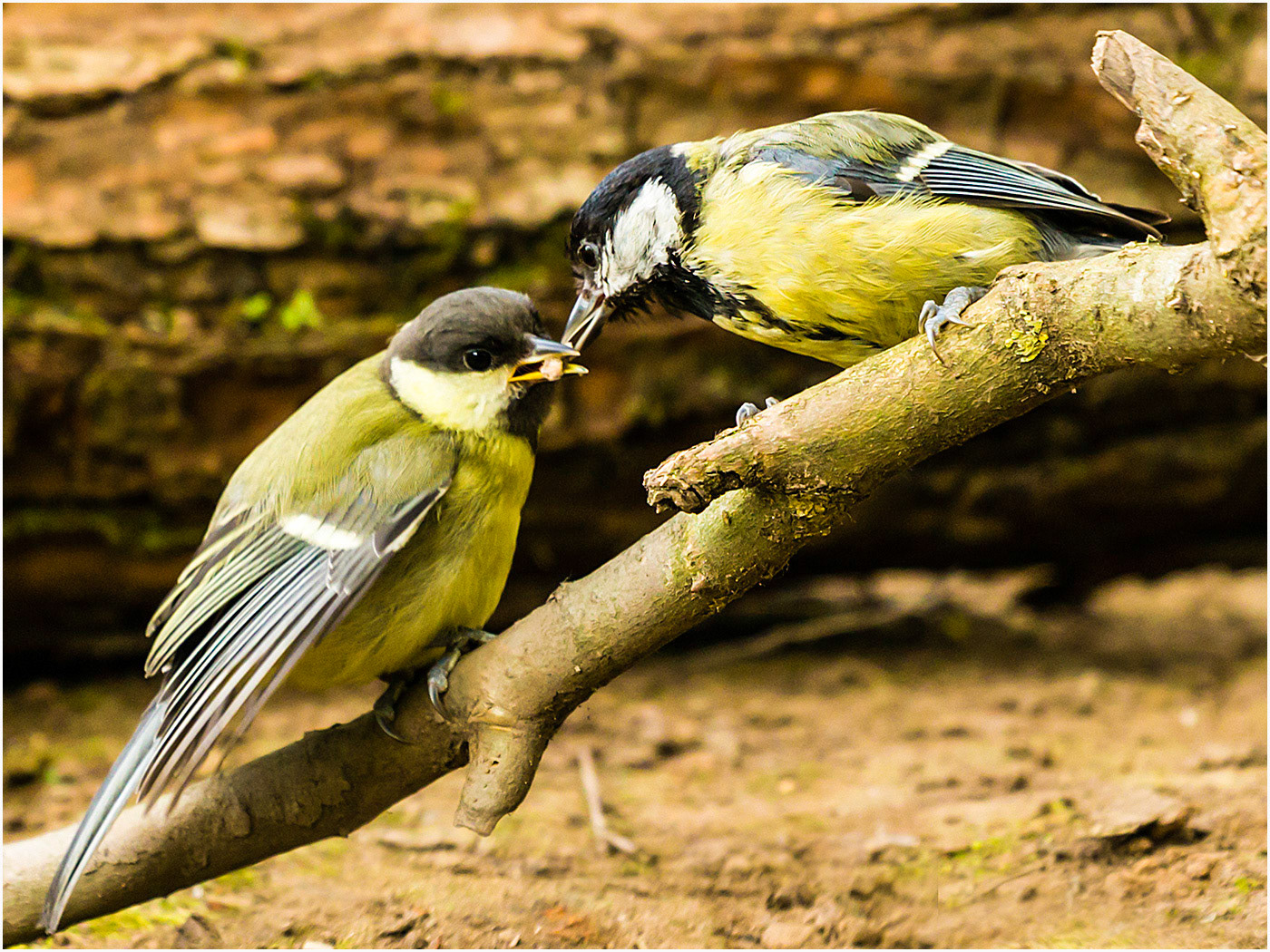 Great Tit Feeding The Young