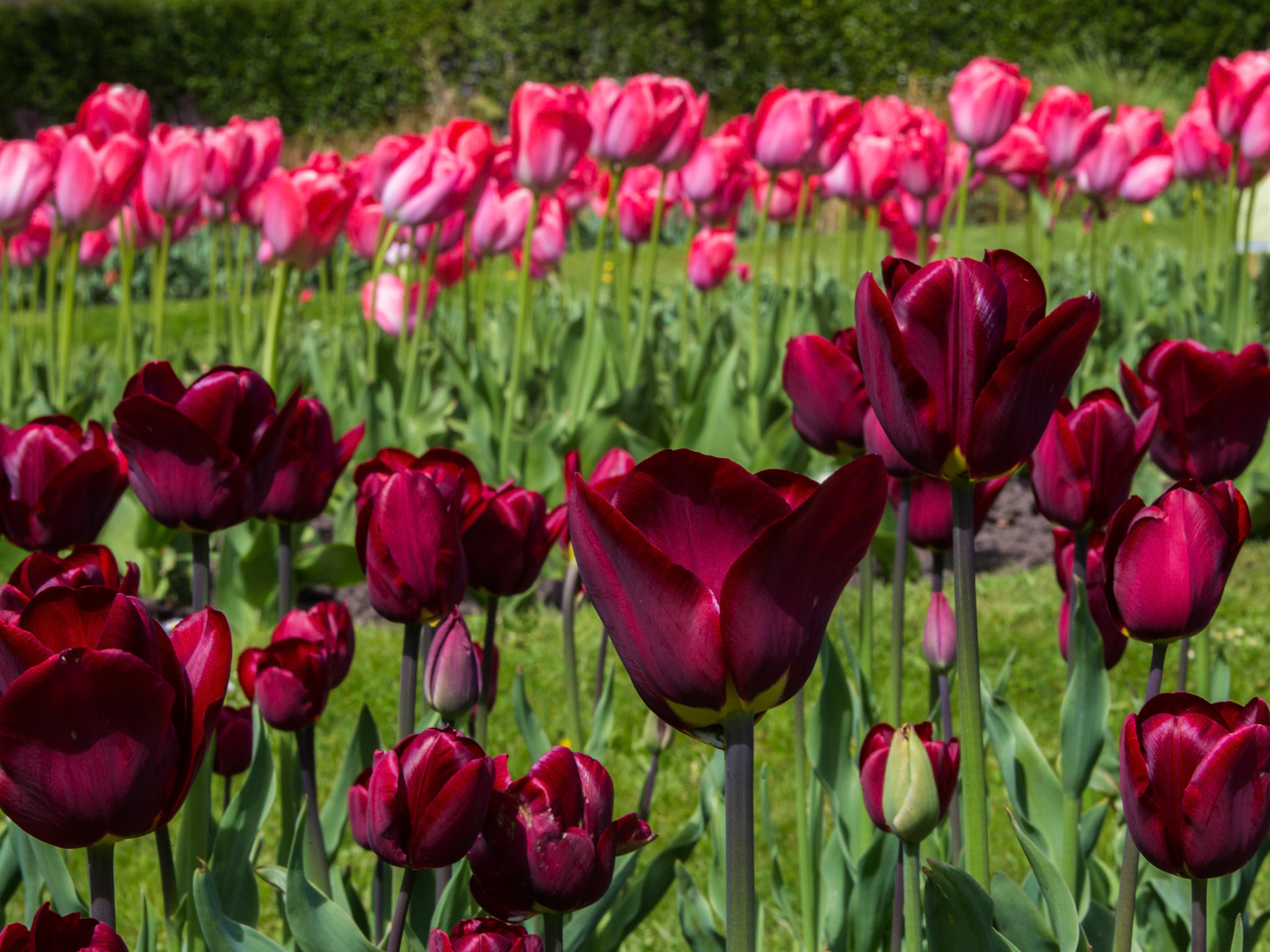 A Display Of Red Tulips