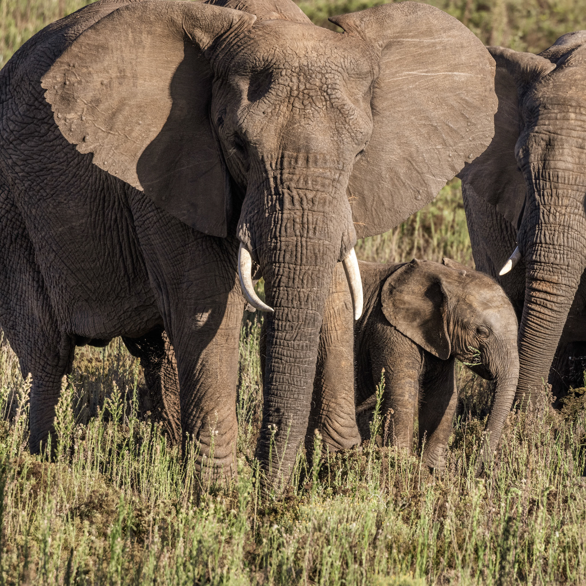 African Elephants Protecting Their Calf