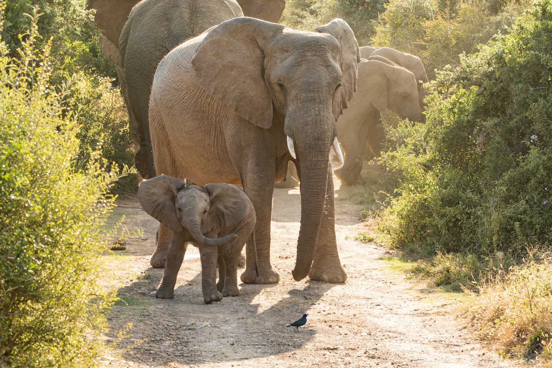 Elephant Calf Practicing Being Brave