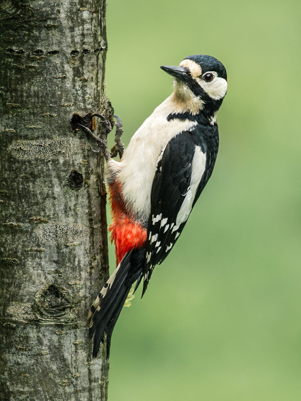 Female Great Spotted Woodpecker