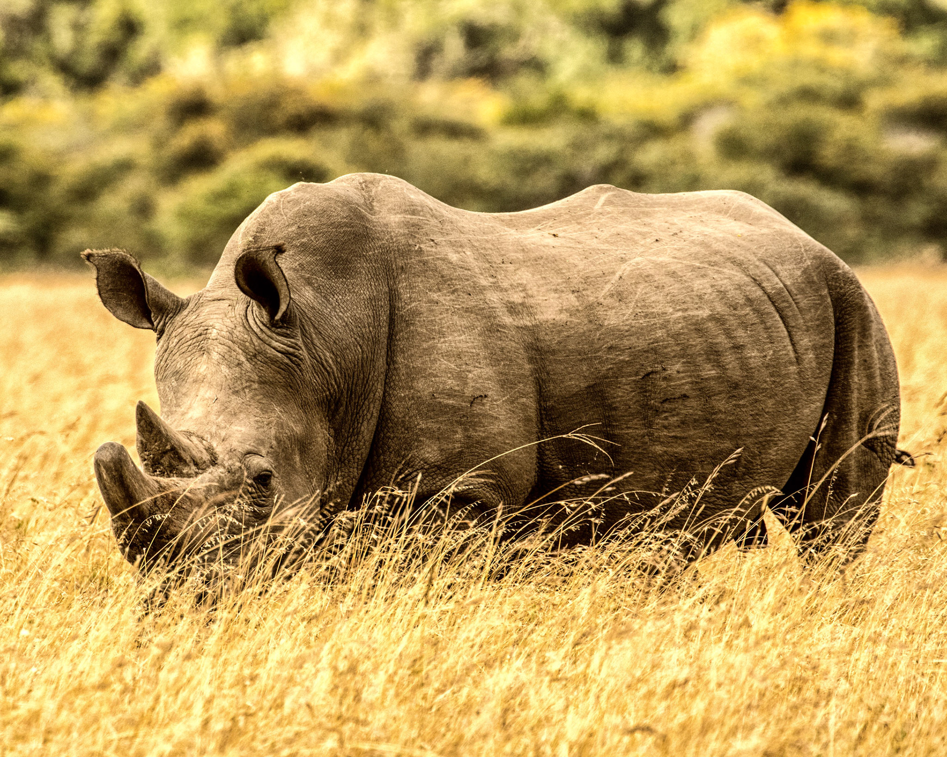 South African Rhinocerous