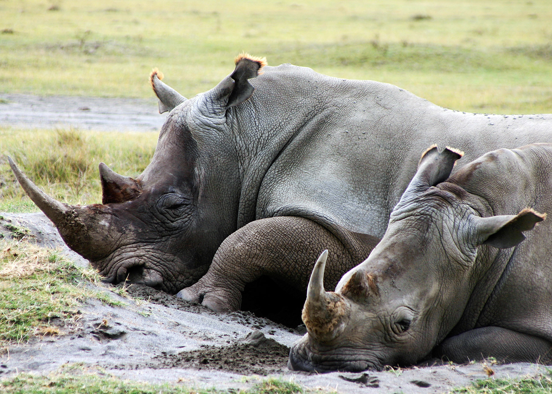 The White Rhinoceros is the largest of the five species of rhinoceros and the world's largest land mammal after the three species of elephant.