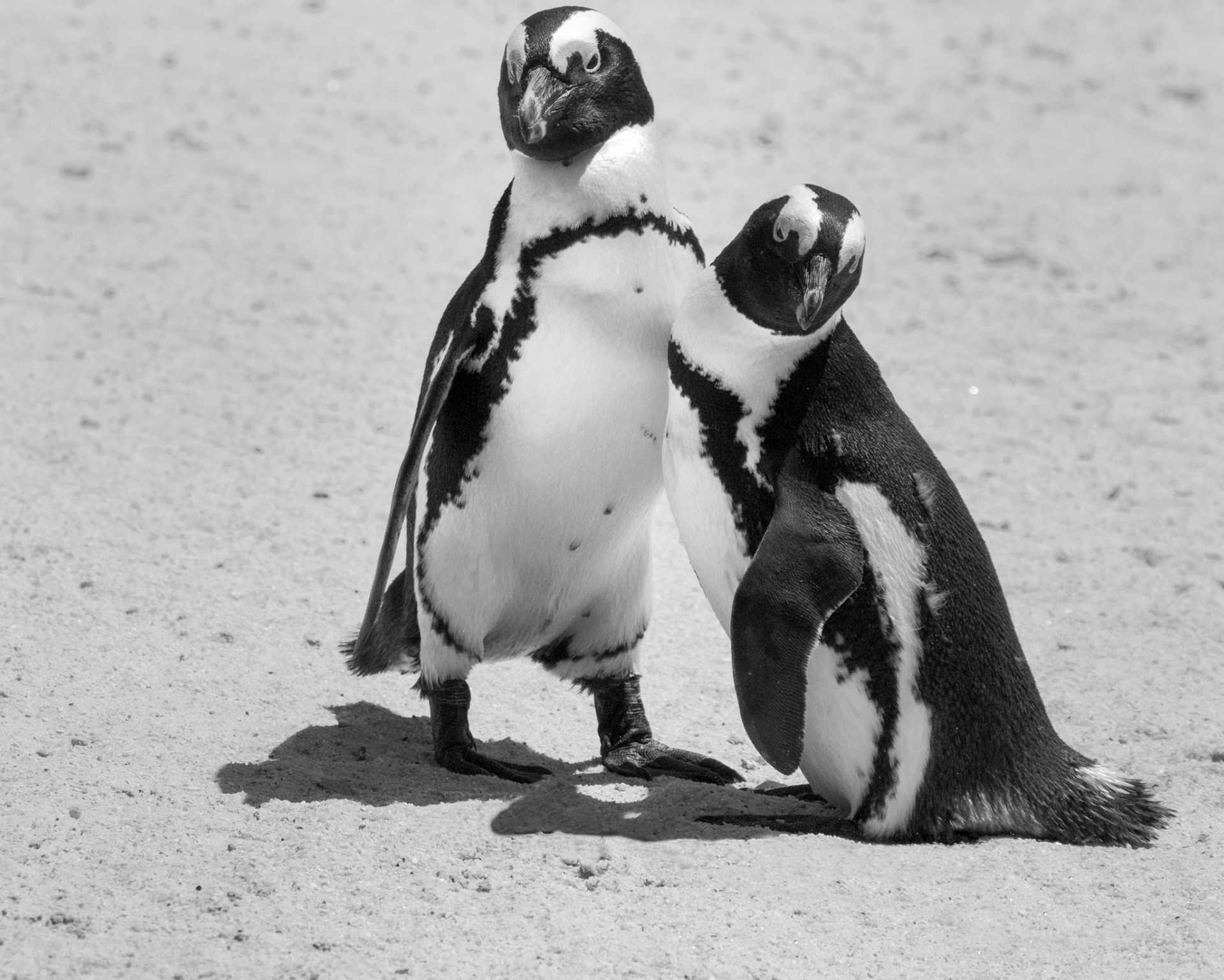 Boulders Beach is located a few kilometres to the south of Simon's Town, in the direction of Miller's Point. Here small coves with white sandy beaches and calm shallow water are interspersed between boulders of Cape granite. There has been a colony of African penguins at Boulders Beach since 1985.  The African penguin (Spheniscus demersus), also known as the jackass penguin and black-footed penguin is a species of penguin, confined to southern African waters.