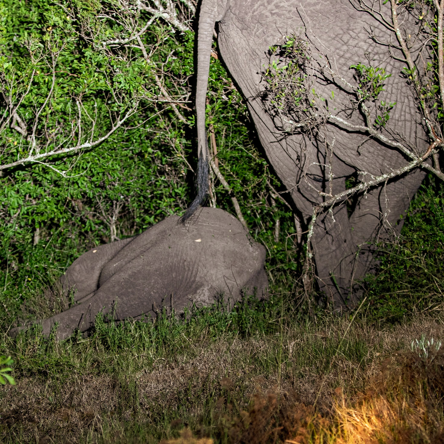 A Sleeping Elephant Calf watched Over By His Mother