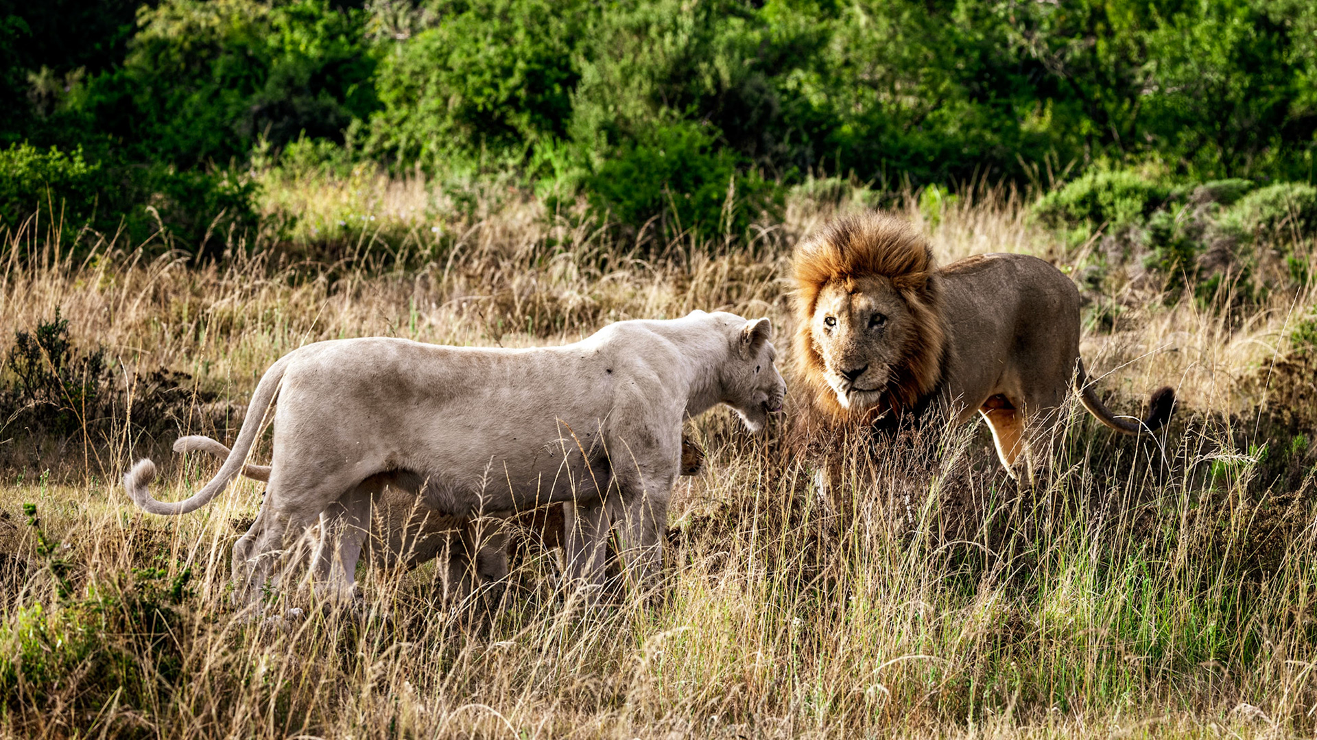 Doctor Livingstone I Presume?