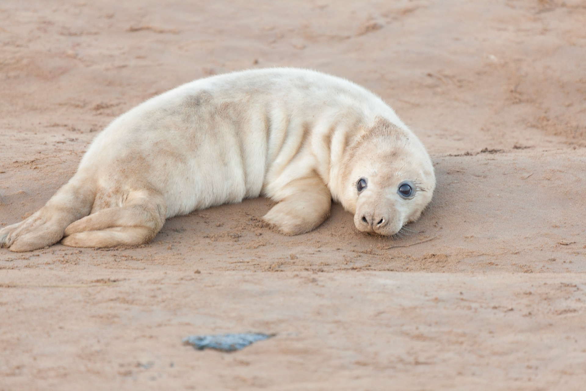 Seal Pup With A Doleful Expression