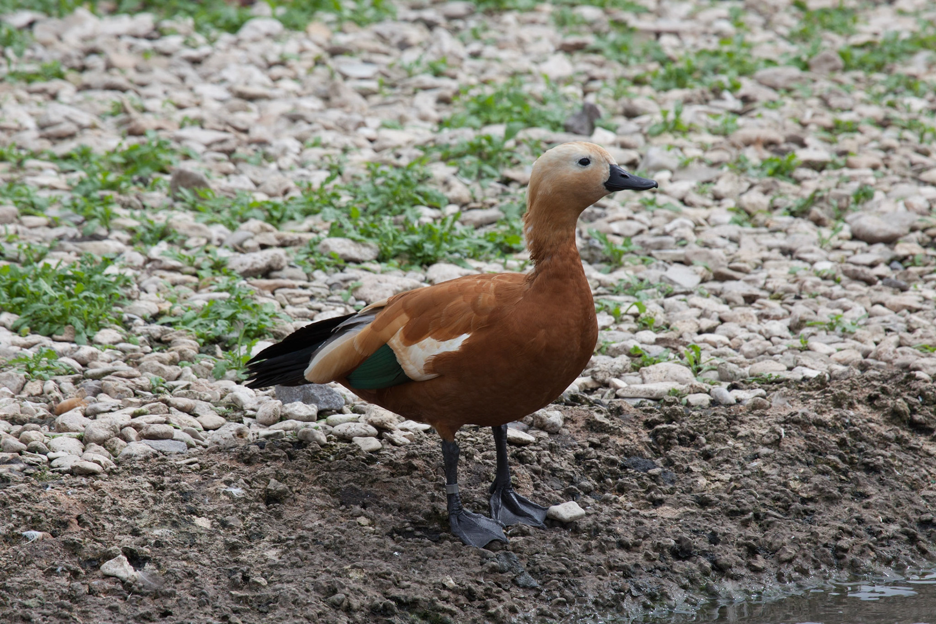 Ruddy Shelduck