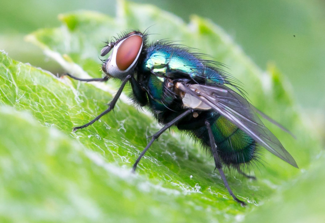 The common green bottle fly (Lucilia sericata) is a blow fly found in most areas of the world, and the most well-known of the numerous green bottle fly species. It is 10–14 mm long, slightly larger than a house fly, and has brilliant, metallic, blue-green or golden colouration with black markings. It has short, sparse black bristles (setae) and three cross-grooves on the thorax. The wings are clear with light brown veins, and the legs and antennae are black.