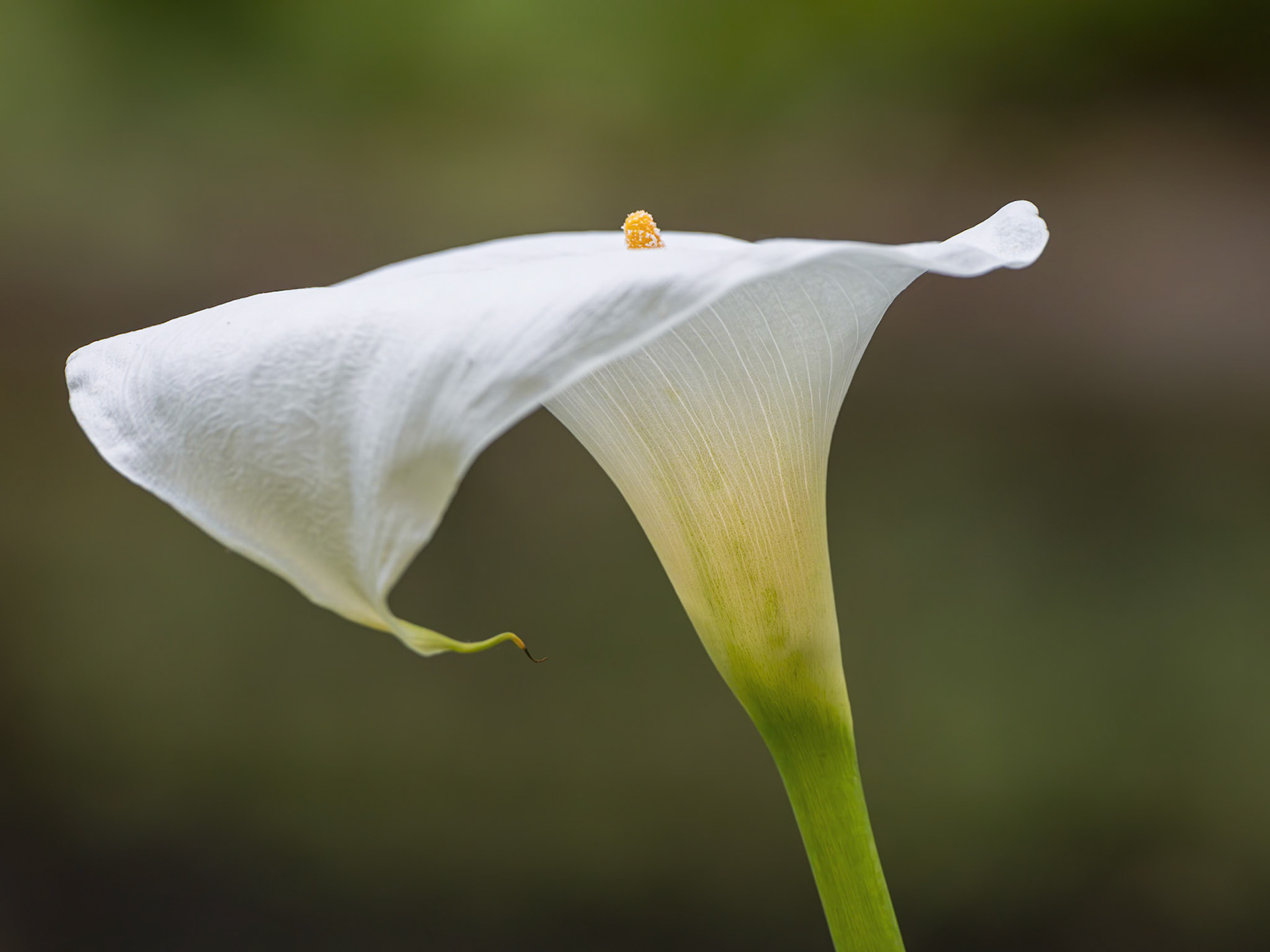 White Lily