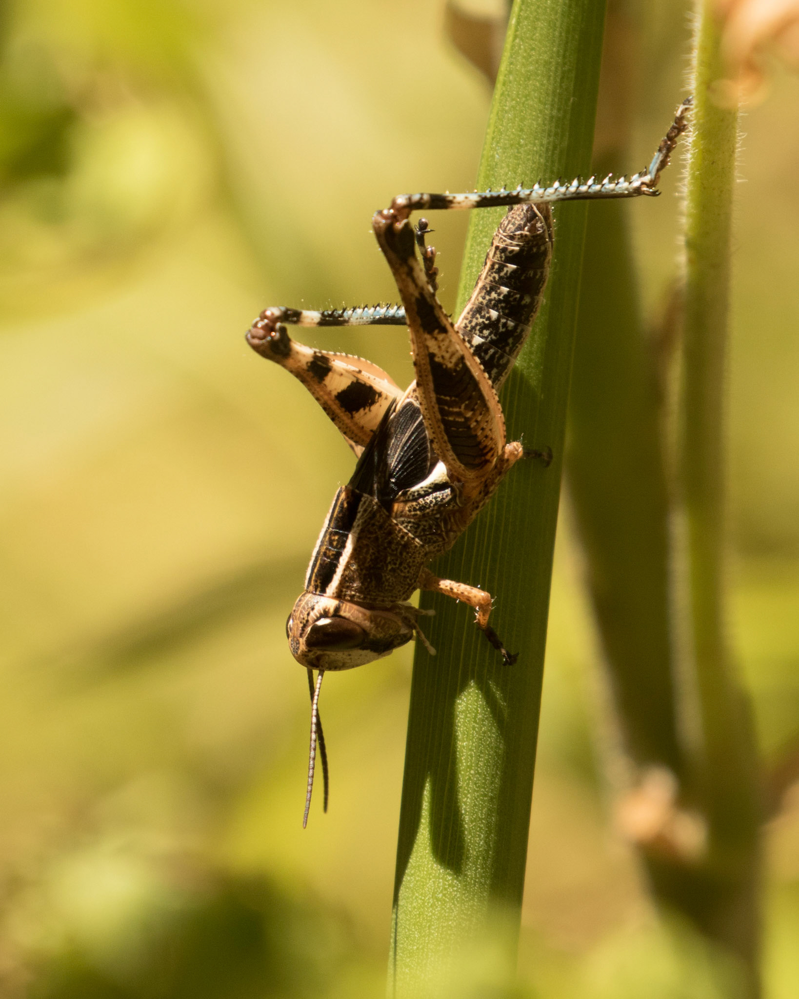 This sometimes abundant species has been known to swarm and to migrate short distances to mass breeding grounds. It has become destructive to crops and pastureland at times, mostly where natural habitats have been converted to agricultural purposes. However, its numbers are normally too small to cause significant damage.