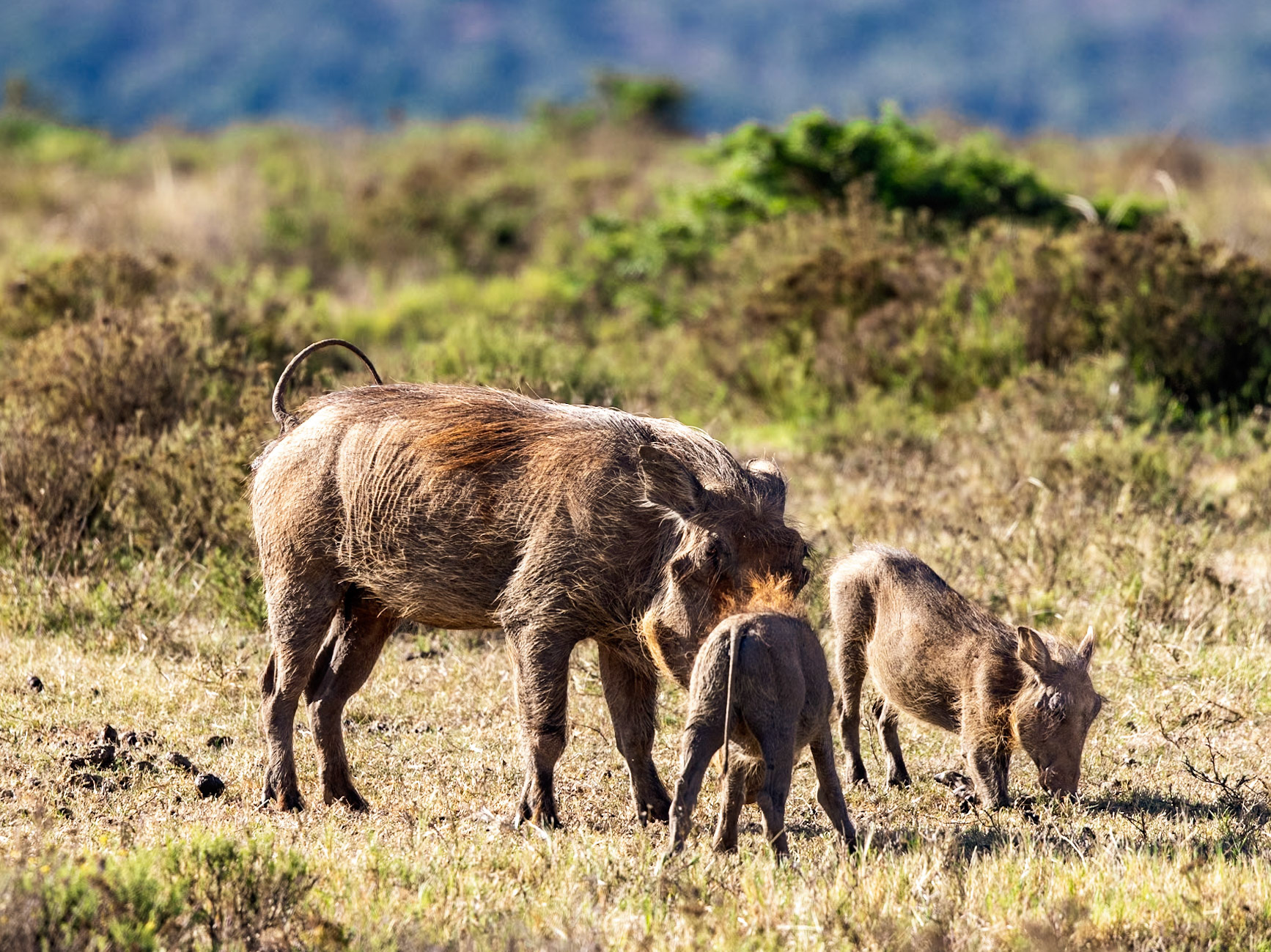 A Family Of Warthogs