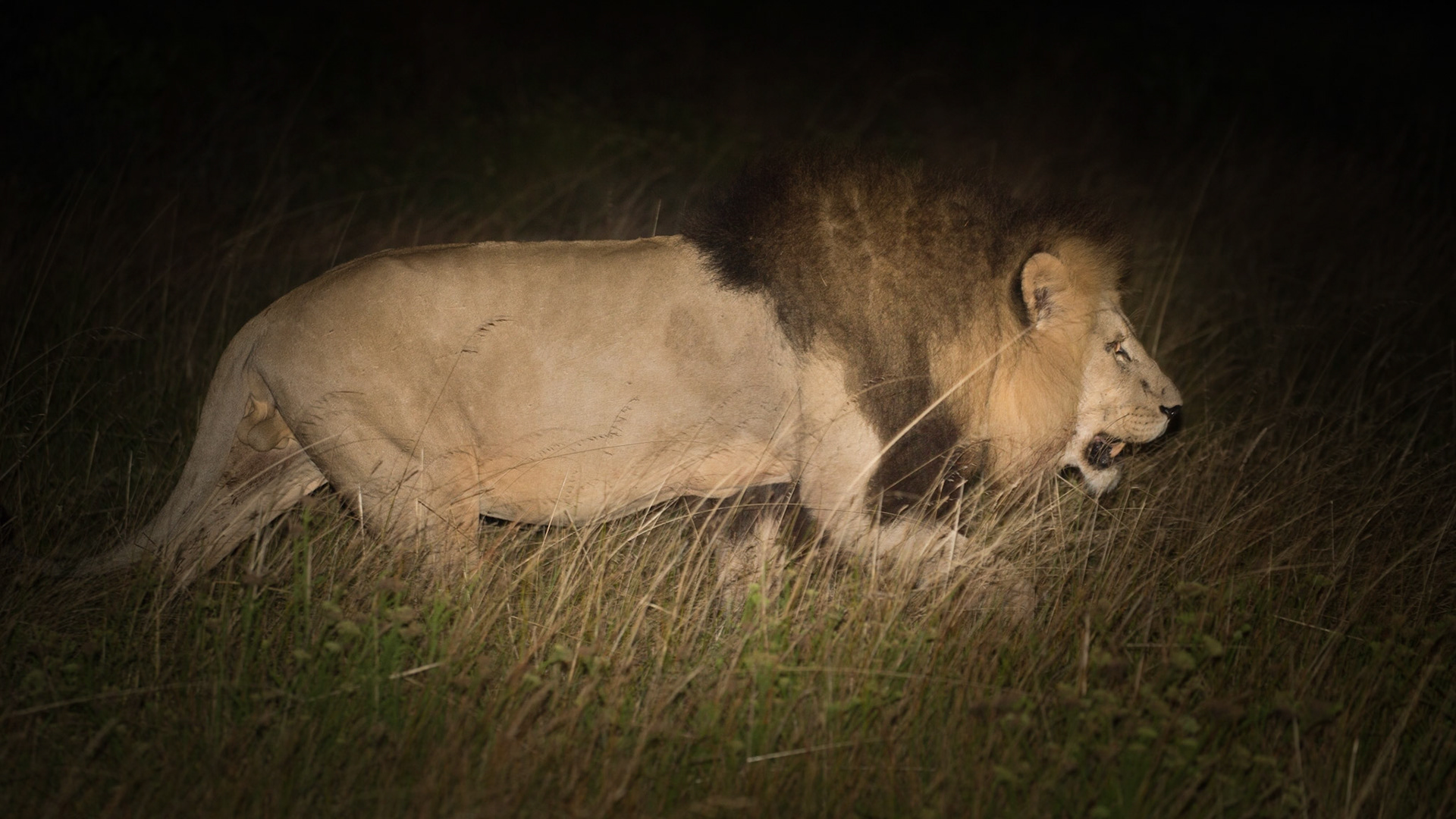 Male Lion Caught In The Beam Of The Headlights