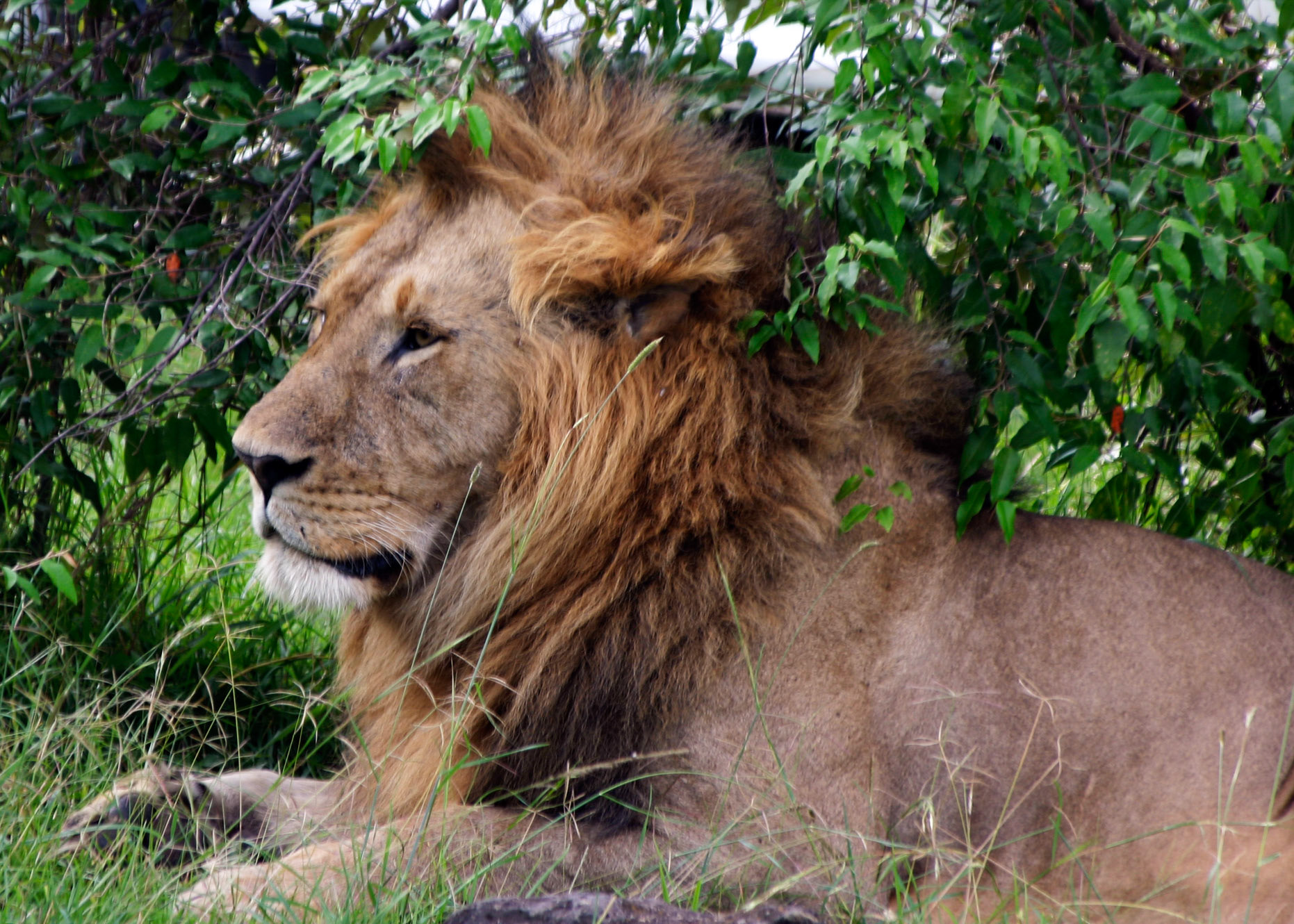 The Majestic African Lion may attack without provocation, and is considered by many to be the best of the big five.