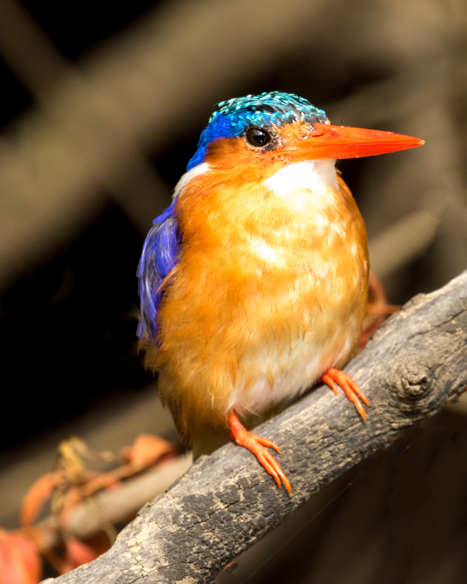 The Malachite Kingfisher