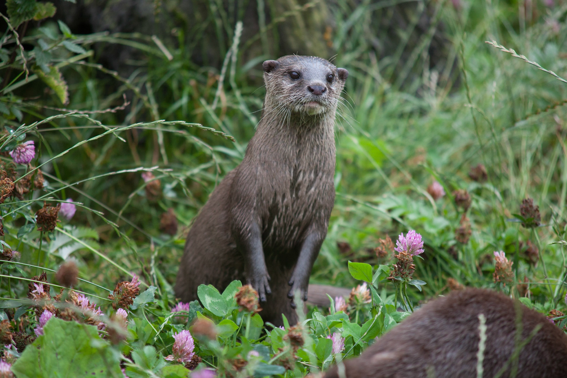 Asian Short Clawed Otter